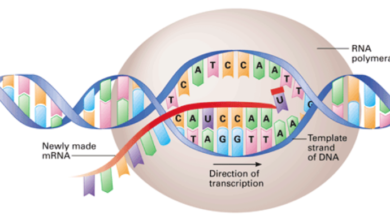 The Intriguing Logic Behind DNA Complementarity: What You Need To Know
