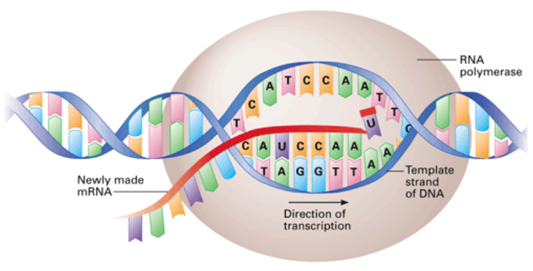 The Intriguing Logic Behind DNA Complementarity: What You Need To Know