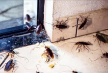 How Pest Infestation Can Affect Your Health and Home