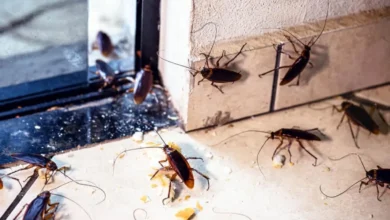 How Pest Infestation Can Affect Your Health and Home