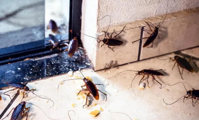 How Pest Infestation Can Affect Your Health and Home